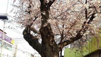 Cu 정읍 서영점 - 정읍시