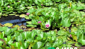 연화지 - 제주특별자치도 제주시 연화지 - 제주특별자치도 제주시