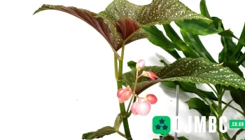 (주)경상도뉴스/영상114 - 대구광역시 (주)경상도뉴스/영상114 - 대구광역시