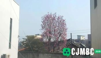 현대블루핸즈 단구점 - 강원특별자치도 원주시