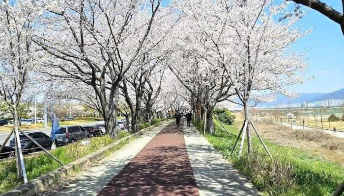 강서낙동강변30리 벚꽃길 - 강서구