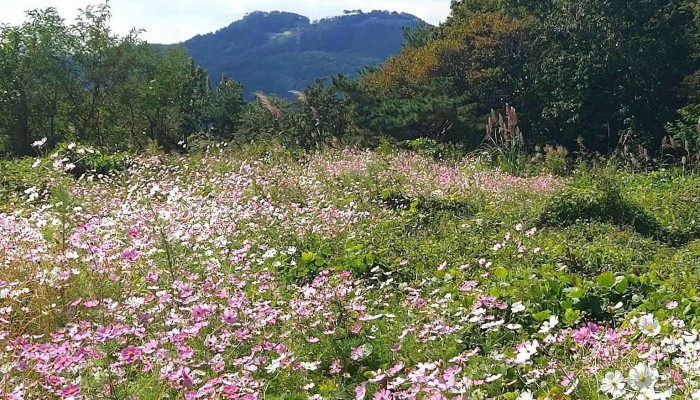 김해대학교 - 경상남도 김해시