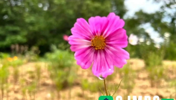대성산업 - 평택시