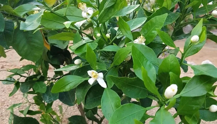 아산시농업기술센터 - 충청남도 아산시