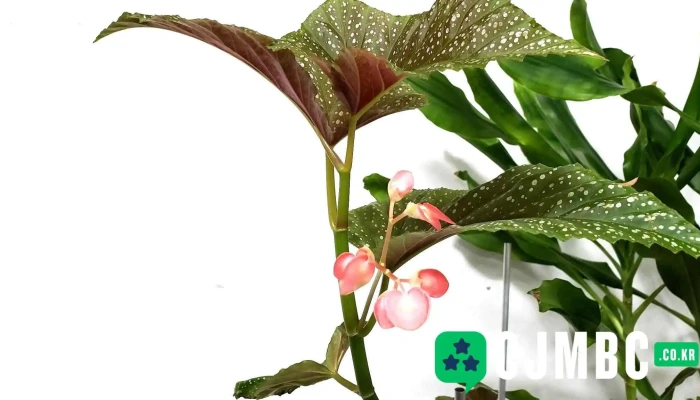 (주)경상도뉴스/영상114 - 대구광역시